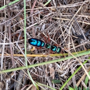 Diamma bicolor at Bluetts Block (402, 403, 12, 11) - 16 Feb 2024 10:39 AM