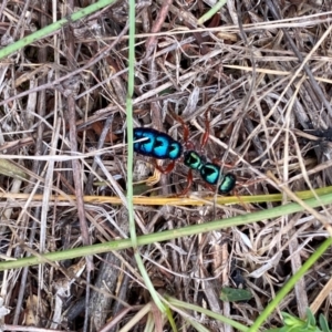 Diamma bicolor at Bluetts Block (402, 403, 12, 11) - 16 Feb 2024 10:39 AM