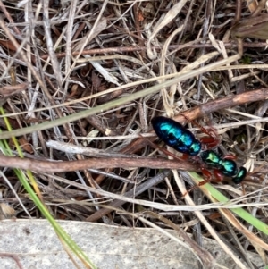Diamma bicolor at Bluetts Block (402, 403, 12, 11) - 16 Feb 2024 10:39 AM