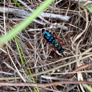 Diamma bicolor at Bluetts Block (402, 403, 12, 11) - 16 Feb 2024 10:39 AM