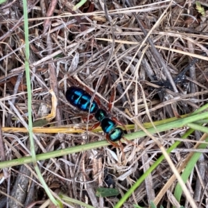 Diamma bicolor at Bluetts Block (402, 403, 12, 11) - 16 Feb 2024 10:39 AM