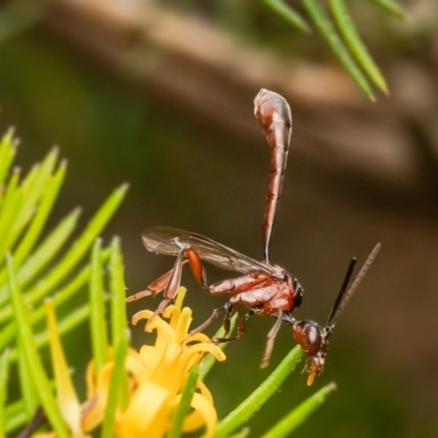 Hyptiogaster sp. (genus) (A parasitic wasp) at Acton, ACT - 16 Feb 2024 by Roger