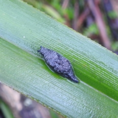 Cystopelta astra at Tallaganda State Forest - 16 Feb 2024