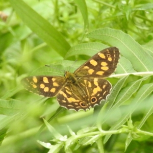 Oreixenica kershawi at Tallaganda State Forest - 16 Feb 2024