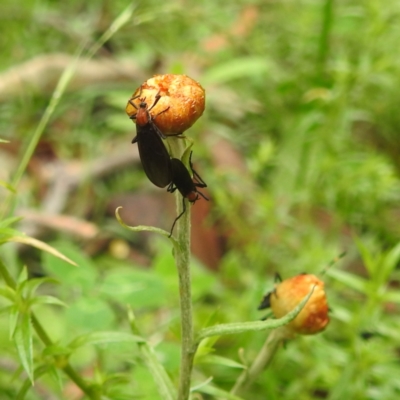 Bibio superfluus (Garden maggot) at Rossi, NSW - 16 Feb 2024 by HelenCross