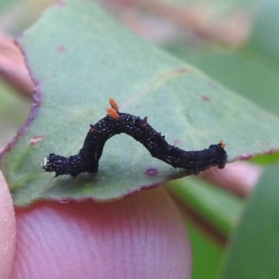 Antictenia punctunculus (A geometer moth) at QPRC LGA - 16 Feb 2024 by HelenCross