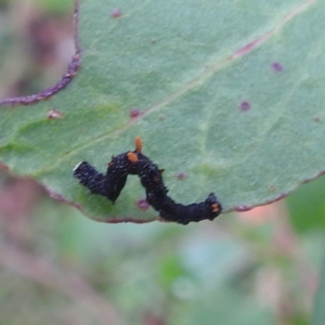 Antictenia punctunculus at QPRC LGA - 16 Feb 2024