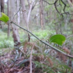Smilax australis (Barbed-Wire Vine) at Rossi, NSW - 16 Feb 2024 by HelenCross