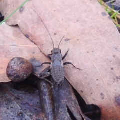 Bobilla sp. (genus) (A Small field cricket) at QPRC LGA - 16 Feb 2024 by HelenCross