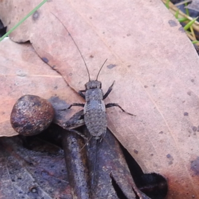 Bobilla sp. (genus) at Rossi, NSW - 16 Feb 2024 by HelenCross