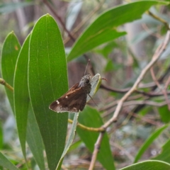 Dispar compacta (Barred Skipper) at QPRC LGA - 16 Feb 2024 by HelenCross