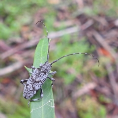 Disterna canosa (A longhorn beetle) at Rossi, NSW - 16 Feb 2024 by HelenCross
