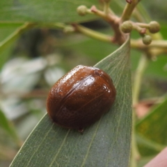 Paropsisterna cloelia (Eucalyptus variegated beetle) at Rossi, NSW - 16 Feb 2024 by HelenCross