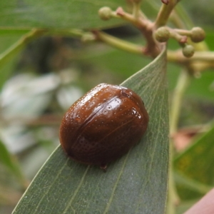 Paropsisterna cloelia at QPRC LGA - 16 Feb 2024