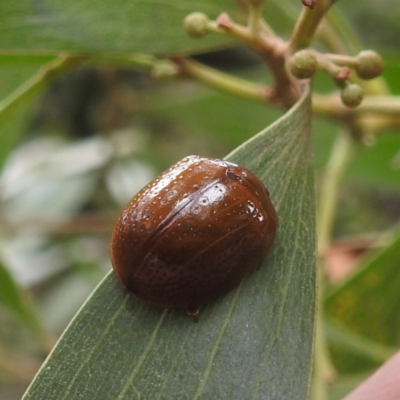 Paropsisterna cloelia (Eucalyptus variegated beetle) at QPRC LGA - 16 Feb 2024 by HelenCross