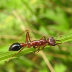 Myrmecia forficata (A Bull ant) at Rossi, NSW - 16 Feb 2024 by HelenCross