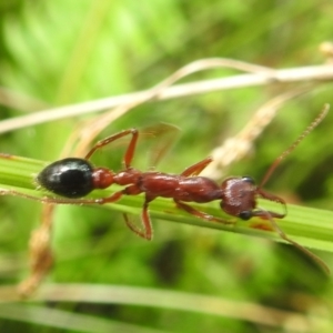 Myrmecia forficata at QPRC LGA - 16 Feb 2024