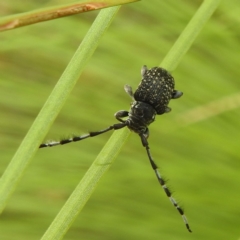 Ancita sp. (genus) (Longicorn or longhorn beetle) at Acton, ACT - 15 Feb 2024 by HelenCross