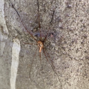 Opiliones (order) at Namadgi National Park - 7 Jan 2024 09:06 AM