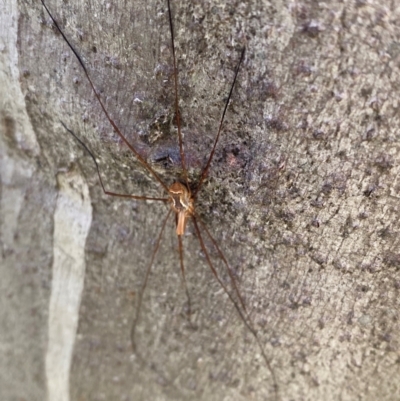 Opiliones (order) (Unidentified harvestman) at Cotter River, ACT - 6 Jan 2024 by Tapirlord