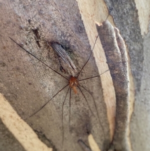 Opiliones (order) at Namadgi National Park - 7 Jan 2024 09:06 AM