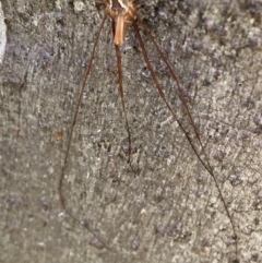 Opiliones (order) at Namadgi National Park - 7 Jan 2024 09:06 AM