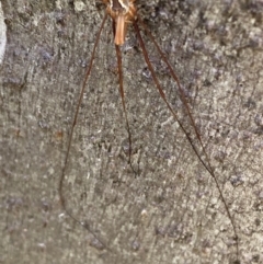 Opiliones (order) at Namadgi National Park - 7 Jan 2024 09:06 AM
