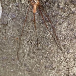 Opiliones (order) at Namadgi National Park - 7 Jan 2024 09:06 AM