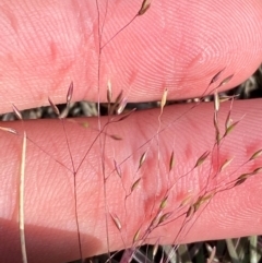 Agrostis venusta (Graceful Bent) at Bimberi, NSW - 6 Jan 2024 by Tapirlord