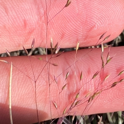 Agrostis venusta (Graceful Bent) at Bimberi, NSW - 6 Jan 2024 by Tapirlord