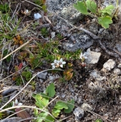 Rhytidosporum alpinum at Namadgi National Park - 7 Jan 2024 09:00 AM