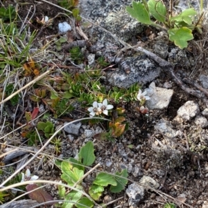 Rhytidosporum alpinum at Namadgi National Park - 7 Jan 2024 09:00 AM