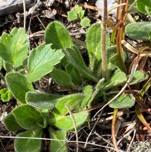 Pappochroma bellidioides at Namadgi National Park - 7 Jan 2024