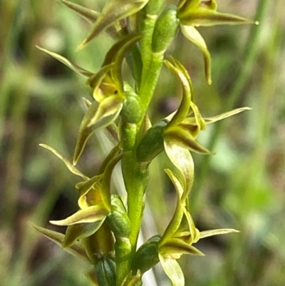 Paraprasophyllum tadgellianum (Tadgell's leek orchid) at Namadgi National Park - 7 Jan 2024 by Tapirlord