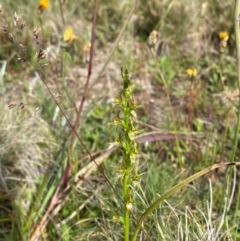 Paraprasophyllum tadgellianum at Namadgi National Park - suppressed