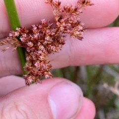 Juncus brevibracteus (Alpine Rush) at Bimberi, NSW - 6 Jan 2024 by Tapirlord