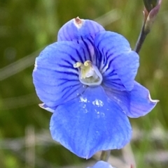 Thelymitra cyanea (Veined Sun Orchid) at Kosciuszko National Park - 6 Jan 2024 by Tapirlord