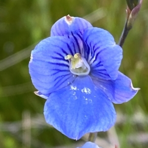 Thelymitra cyanea at Kosciuszko National Park - suppressed