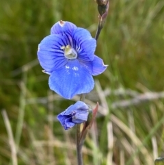 Thelymitra cyanea at Kosciuszko National Park - suppressed