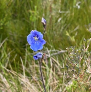 Thelymitra cyanea at Kosciuszko National Park - suppressed