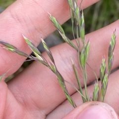 Hookerochloa hookeriana (Hooker's Fescue) at Cotter River, ACT - 6 Jan 2024 by Tapirlord