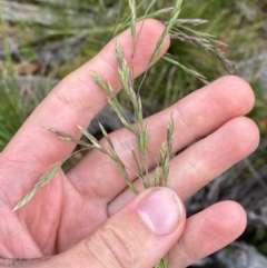 Hookerochloa hookeriana at Namadgi National Park - 6 Jan 2024