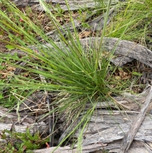 Hookerochloa hookeriana at Namadgi National Park - 6 Jan 2024