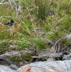 Hookerochloa hookeriana at Namadgi National Park - 6 Jan 2024