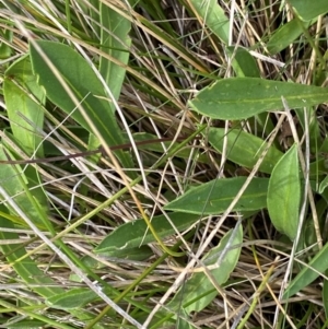 Craspedia aurantia var. aurantia at Namadgi National Park - 6 Jan 2024