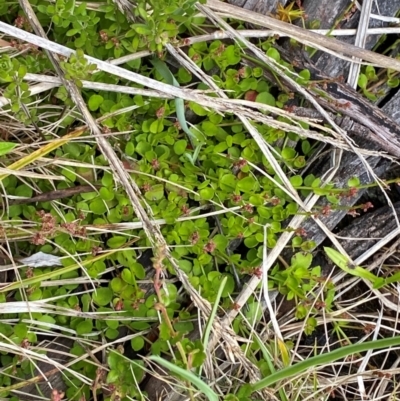 Gonocarpus micranthus subsp. micranthus (Creeping Raspwort) at Namadgi National Park - 6 Jan 2024 by Tapirlord