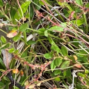 Gonocarpus montanus at Namadgi National Park - 6 Jan 2024