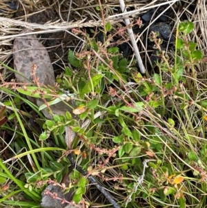 Gonocarpus montanus at Namadgi National Park - 6 Jan 2024