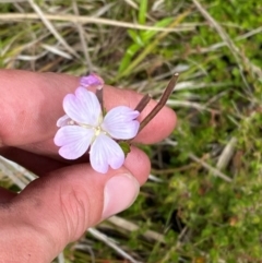 Epilobium gunnianum (Gunn's Willow-herb) at Cotter River, ACT - 6 Jan 2024 by Tapirlord