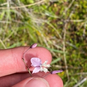 Arthropodium milleflorum at Namadgi National Park - 6 Jan 2024